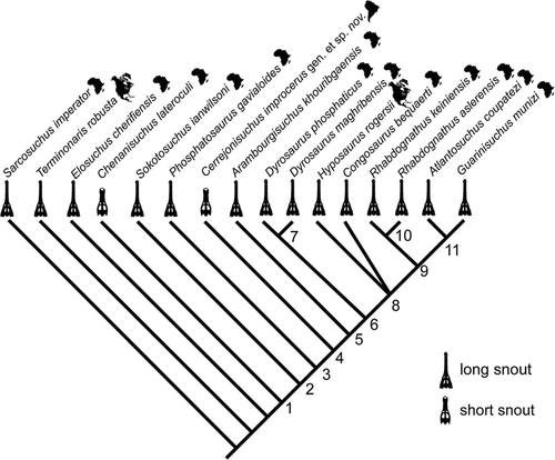 FIGURE 9 Results from phylogenetic analysis of 82 characters and 16 taxa (see Appendices 1 and 2). Single most-parsimonious cladogram of branch and bound search using both ordered and unordered characters. Tree lengths: 170 each; CI: 0.547; RI: 0.642; RC: 0.351; H.I.: 0.453. Unambiguous synapomorphies, with a superscript R indicating instances of reversal: Node 1, 1(1), 3(1), 6(1), 11(1), 15(1), 19(1), 27(1), 50(1), 52(1), 55(1), 60(1), 75(1); Node 2, 7(1), 8(1), 74(1); Node 3, 10(1), 32(2); Node 4, 31(1), 80(1); Node 5, 9(2), 22(1), 33(0)R; Node 7, 8(0)R, 9(1), 63(1); Node 8, 42(1), 50(2), 59(1), 81(1), 82(1); Node 9, 46(1), 48(1); Node 10, 39(1); Node 11, 5(0)R.