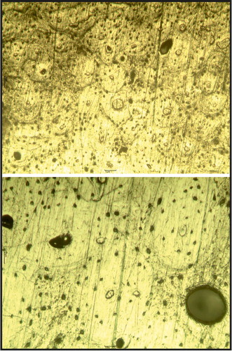 Figure 11. Image of human osteons from remains recovered during the 2007–2008 archaeological campaigns (photo by A. Rodríguez Trigo, LafUAM Laboratory).