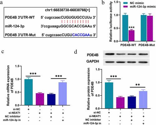 Figure 4. PDE4B acts as a target of miR-124-3p