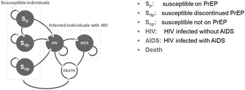 Figure 1. Markov model structure. Abbreviations, AIDS, acquired immune deficiency syndrome (infected with AIDS); HIV, human immunodeficiency virus; MSM, men who have sex with men; PrEP, pre-exposure prophylaxis.
