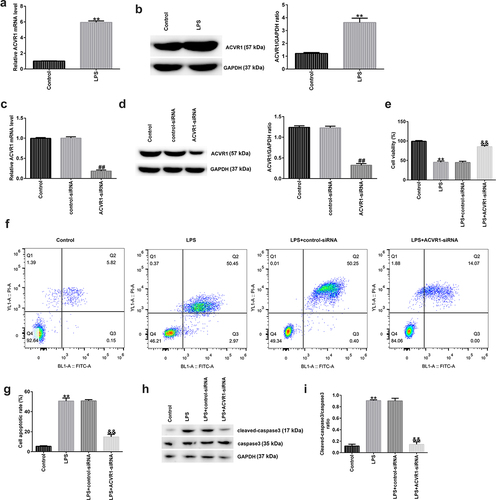 Figure 1. Silencing ACVR1 promotes cell growth and reduces apoptosis in LPS-exposed NP cells. (a and b) Detection of ACVR1 levels in the control and LPS groups through RT-qPCR and Western blotting. (c and d) RT-qPCR and Western blot analysis of ACVR1 in control-siRNA or ACVR1-siRNA-transfected NP cells. (e) NP cell viability in different groups was detected using the MTT assay. (f) Flow cytometric analysis of apoptotic cells. (g) Percentage of apoptotic cells in control-siRNA or ACVR1-siRNA-treated NP cells. (h) Expression of apoptosis-related proteins in NP cells, as detected using Western blot assay. (i) Cleaved-caspase 3/caspase 3 ratio. **p < 0.01 vs. control; ##p < 0.01 vs. control-siRNA; &&p < 0.01 vs. LPS+control-siRNA.