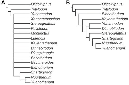 FIGURE 10. Trees generated by our phylogenetic analysis of tritylodontid taxa, using updated character codings for Stereognathus. A, strict consensus of the five parsimonious trees of 71 steps; B, the agreement subtree of 10 taxa.