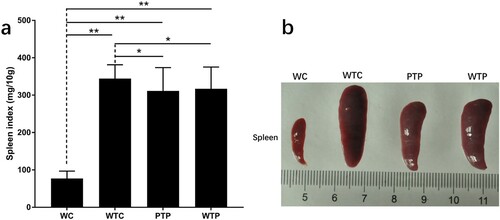 Figure 3. The states of spleens in tumor-bearing mice treated with or without WEPA. (a) shows the spleen index of different treatments. Spleen index (mg/10 g) = (Spleen weight/Mice weight) × 10. (b) the representative photograph shows the spleens under different treatments. Error bars represent means ± standard deviations (n = 10), *P < 0.05, **P < 0.01.