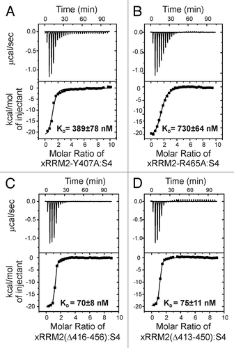 Figure 3. Isothermal titration calorimetry (ITC) data and analysis of xRRM2 mutants with TER S4. (A) TER S4 and p65 xRRM2-Y407A mutant (from RNP3). (B) S4 and p65 xRRM2-R465A (conserved R465 in β3). (C) TER S4 and p65 xRRM2(Δ416-456). (D) TER S4 and p65 xRRM2(Δ413-450). The KDs of interactions are shown on each panel.