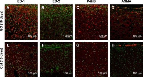 Figure 5 Immunohistochemical observation of GO scaffold.Notes: Immunofluorescence micrographs of macrophages, fibroblasts, and blood vessel cryostat sections stained (in red) with mouse anti-CD68 (ED-1) (A, E, I, M), mouse anti-CD163 (ED-2) (B, F, J, N), mouse anti-P4HB (C, G, K, O), and mouse ASMA (D, H, L, P) for 1 µg/mL GO scaffold (A–D) and control (E–H) implanted in rat subcutaneous tissue at 10 days and 1 µg/mL GO scaffold (I–L) and control (M–P) at 35 days. Infiltration of ED2-positive cells and ASMA-positive arterioles was more remarkable in the GO scaffold than in the collagen scaffold.Abbreviations: Crtl, control; GO, graphene oxide; P4HB, prolyl-4-hydroxylase beta; ASMA, anti-α-smooth muscle actin.