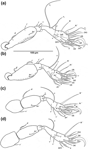 Figure 3. Schusteria marina sp. nov. adult, legs antiaxial view. (a) Right leg I; (b) right leg II; (c) left leg III; (d) left leg IV.