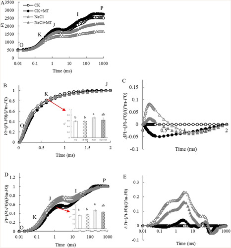 Figure 3. Effects of MT on the chlorophyll fluorescence (fluo) OJIP curves of tomato leaves treated with 150 mM NaCl. (a) OJIP transient; (b) normalized OJIP transient, the inserted column chart present the relative fluorescence intensity of step J (VJ); (c) ΔVt was obtained by subtracting the kinetics of untreated leaves from the kinetics of leaves treated with melatonin or salt between O and P; (d) normalized transient between O and J, the column chart presents the relative fluorescence intensity of step K (VK); (e) ΔVt was obtained by subtracting the kinetics of untreated leaves from the kinetics of leaves treated with melatonin or salt between O and J. O indicates the O step at about 20 ms; J indicates the J step at about 2 ms; I indicates the I step at about 30 ms; P indicates the P step, the maximum fluorescence. Each datum is the average of 6 independent measurements.