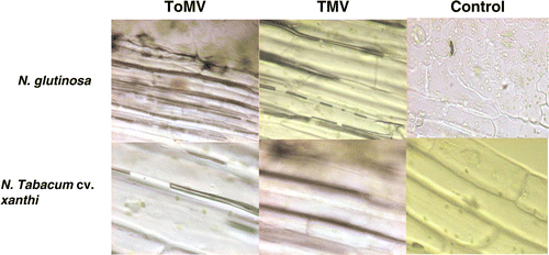 Figure 6.  Localization of hydrogen peroxide in tissues of Nicotiana glutinosa and Nicotiana tabacum cv. xanthi leaves on inoculation with TMV and ToMV at 24 hpi.