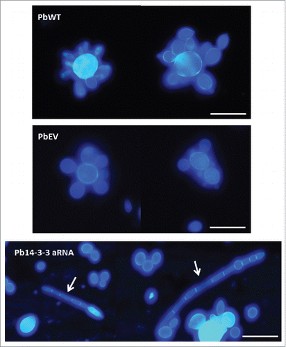 Figure 3. Silencing of Pb14-3-3 leads to distinct P. brasiliensis yeast cell morphology. Microscopic evaluation of PbWT and PbEV yeast cells and yeast cells generated from the Pb14-3-3 aRNA strain using CalcoFluor; magnification 40X. White bars correspond to 20 μm. White arrows indicate yeast cells showing elongation and the presence of filamentation.