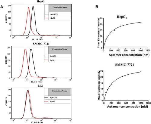 Figure 3 The specificity and binding affinity of aptamer Apt-07S. (A) Aptamer Apt-07S could specifically recognize two target cells (HepG2 and SMMC-7721) but not negative cell L02. (B) Binding curves of aptamer Apt-07S to two target hepatocellular carcinoma cells, HepG2 and SMMC-7721.