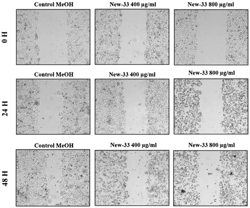 Figure 3. Scratch assay on MCF-7 human breast cancer cell line following New-33 treatment. MCF-7 monolayers were scratched and incubated with ethanol or New-33 extracts at two concentrations. The cells were photographed every 24 h to observe gap closure.
