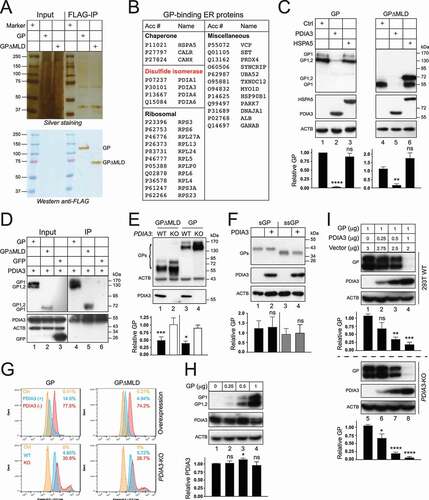 Figure 1. Identification of ER proteins that interact with the EBOV structural GP. (a) FLAG-tagged EBOV-GP and EBOV-GP∆MLD were expressed in HEK293T cells and purified with an anti-FLAG affinity column. Purified proteins were analyzed by SDS-PAGE followed by silver staining (top gel) or WB (bottom gel). (b) Affinity-purified EBOV glycoprotein complexes were analyzed by liquid chromatography tandem mass spectrometry (LC-MS/MS). Identified ER proteins that interact with both GP and GP∆MLD are listed. (c) GP and GP∆MLD with a N-terminal FLAG-tag were expressed with PDIA3/ERp57 or HSPA5/BiP in HEK293T cells, and their expression was determined by WB. (d) Flag-tagged GP, GP∆MLD, and GFP were expressed with PDIA3 and pulled down by anti-PDIA3. Proteins in cell lysate and immunoprecipitation (IP) samples were determined by WB. (e) GP and GP∆MLD were expressed in HEK293T WT and PDIA3-KO cells and their expression was determined by WB. (f) sGP and ssGP with a N-terminal HiBiT-tag were expressed with PDIA3 in HEK293T cells, and their expression was determined by the Nano-Glo® HiBiT Blotting System. (g) HEK293T cells were transfected with 1 μg PDIA3 and 1 μg GP or GP∆MLD expression vectors. Alternatively, HEK293T WT and PDIA3-KO cells were transfected with 1 μg GP or GP∆MLD expression vectors. GP expression on the cell surface was determined by flow cytometry. (h) HEK293T cells were transfected with increasing amounts of a GP expression vector. GP and the endogenous PDIA3 expression were determined by WB. (i) HEK293T WT and PDIA3-KO cells were transfected with 1 μg GP expression vector and increasing amounts of an PDIA3 expression vector. GP and PDIA3 expression were detected by WB. The levels of GP expression in C, E, F, and I, and those of PDIA3 expression in H were further quantified from these Western blots by ImageJ and are presented under each of these blots. Results are shown as relative values, with the value from a control (Ctrl) vector set as 1. Error bars represent the standard error of measurements (SEMs) calculated from three experiments. *p < 0.05, **p < 0.01, ***p < 0.001, ****p < 0.0001, ns (not significant, p > 0.05).