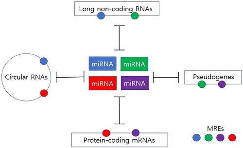 Figure 1. Network of competitive endogenous RNAs (ceRNAs). MicroRNAs (miRNAs) negatively regulate gene expression through binding to specific miRNA response elements (MREs) within the target transcripts. Different classes of ceRNAs (i.e. mRNAs, pseudogenes, long non-coding RNAs, and circular RNAs) with common MREs can compete for binding to a shared pool of miRNAs, thereby reducing the availability of miRNAs. MREs are represented by small circles with the same colors to their targeting miRNAs.