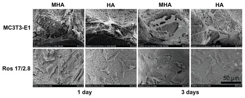 Figure 5 Scanning electron microscopy micrographs illustrating MC3T3-E1 and ROS 17/2.8 cell growth on MHA1 and HA after 1 and 3 days of cultivation.Abbreviations: MHA, magnetic nanoparticle hydroxyapatite scaffold; HA, hydroxyapatite.