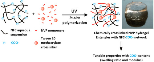Figure 14 Graphical representation of the formation of photopolymerized NFC with NVp monomers and photocurable Tween 20 developed by Eyholzer et al (2011) to replace human NP in intervertebral disks. Reprinted with permission from Eyholzer C, Borges de Couraça A, Duc F, et al. Biocomposite hydrogels with carboxymethylated, nanofibrillated cellulose powder for replacement of the nucleus pulposus. Biomacromolecules. 2011;12(5):1419–1427, copyright (2011) American Chemical Society.Citation45