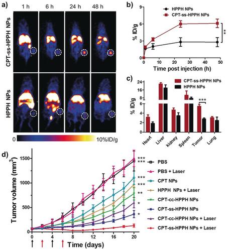 Figure 3 Heterodimeric multifunctional prodrug loaded NPs facilitated effective drug distribution to tumor and synergistic tumor chemotherapy and photodynamic therapy. (A) PET images showing the whole body of tumor-induced mice. Accumulation of NPs in tumors has been marked with white circles. (B) Quantification of the drug in tumor measured from decay-corrected PET images (n=3). (C) Ex vivo drug dissemination quantified by γ-counting of excised tissues at 48 h after the injection (n=3). (D) The volume distribution of tumor under the influence of treatment (n=5). Black arrow is a sign of intravenous injection of drugs, while red arrow reflects laser irradiation. Asterisk signs indicate the significant differences between CPT-ss-HPPH NPs and the other treatments. *p < 0.05; **p < 0.01; ***p < 0.001. *p<0.001. Adapted with permission from Zhang F, Ni Q, Jacobson O, et al. Polymeric nanoparticles with a glutathione‐sensitive heterodimeric multifunctional prodrug for in vivo drug monitoring and synergistic cancer therapy. Angewandte Chemie Int Edition. 2018;57(24):7066–7070. © 2018 Wiley‐VCH Verlag GmbH & Co. KGaA, Weinheim.Citation39