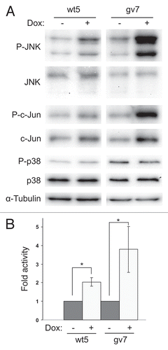 Figure 4 Expression of Chp activates JNK in PC12TetOn cells. (A) wt5 and gv7 cells were grown on collagen IV in 35 mm dishes for 48 hrs in the presence (+) or absence (−) of DOX. Lysates were analyzed by western blotting to detect total levels of JNK, c-Jun, p38MAPK and their phosphorylated forms. Total protein level was monitored by staining with anti-α-tubulin antibodies. Representative results of one out of three independent experiments are shown. (B) Quantification of JNK activation. Data (fold changes in JNK activity) are shown relative to nontreated (−) samples as mean values of three independent measurements ±SD indicated by error bars. Average data for both isoforms of JNK are shown. *p < 0.05.