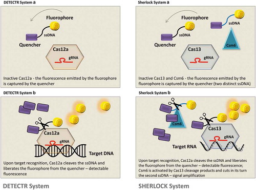 Figure 1. Diagnostic systems based on the activity of specific Cas enzymes and their collateral activity. DETECTR system is composed of Cas12a enzyme, a specific gRNA for viral DNA recognition and an ssDNA construct loaded with a quencher and a fluorophore; in the OFF state of the system, the fluorescence is captured by the quencher (DETECTR system A). After target recognition, Cas12a cleaves the viral DNA, but also the ssDNA construct, liberating the fluorophore from the quencher (DETECTR system B). SHERLOCK system has similar principles, although the entire construct contains also an additional enzyme – Csm6 – that cleaves a secondary ssDNA construct (SHERLOCK system A). The cleavage products of Cas13 activate Csm6 that further disrupts the second ssDNA segment and amplifies the fluorescence signal (SHERLOCK system B).