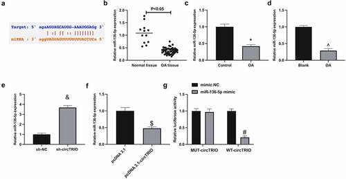 Figure 3. CircTRIO performs as a sponge of miR-136-5p a. The potential binding sites between circTRIO and miR-136-5p forecasted via bioinformatics website http://starbase.sysu.edu.cn; b-d. MiR-136-5p in OA patients, rats or cells detected by RT-qPCR; e, f. The effect of knockdown or up-regulation of circTRIO on miR-136-5p detected by RT-qPCR; g. The targeting relationship between circTRIO and miR-136-5p examined via the luciferase reporter assay. The values were manifested as mean ± SD (n = 3); vs the Control, *P < 0.05; vs the Blank, ^P < 0.05; vs the sh-NC, &P < 0.05; vs the pcDNA 3.1, $P < 0.05; vs the mimic, #P < 0.05.