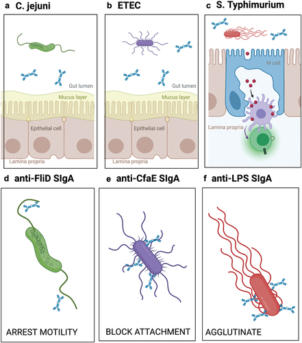Figure 2. Proposed mechanisms by which SIgA MAbs prevent C. jejuni, ETEC and STm from interacting with the intestinal epithelium.