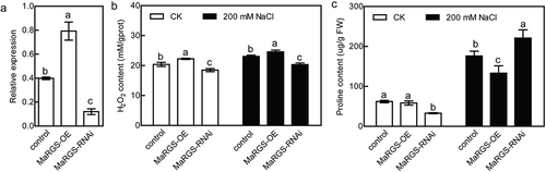 Figure 3. Salt stress analysis of MaRGS in mulberry by transient expression.(a) Analysis of the expression of MaRGS in the control, MaRGS-overexpressing and RNAi-silenced MaRGS plants. (b,c) The H2O2 content (b) and proline content (c) in the control, MaRGS-overexpressing and RNAi-silenced MaRGS plants. Data are means ± SDs (n = 3), P < .05. Significant differences are indicated by different letters above the bars