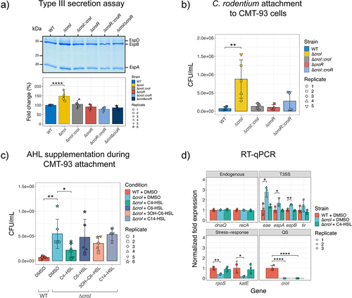 Figure 3. CroI plays a role in regulation of type III secretion (T3S) and bacterial attachment to host epithelial cell surfaces. (a) Profile of T3SS secreted proteins derived from the supernatants of wild-type (WT) C. rodentum, ∆croI, ∆croR, ∆croI∆croR, and complemented strains as shown on an SDS-16% PAGE gel stained with Coomassie Blue G250. Data were also displayed as the fold change difference of the type-III secreted proteins measured across at least three independent experiments. Bar heights and error bars represent mean ± standard deviation. Significance was determined by a one-way ANOVA with Dunnett’s for multiple comparisons. (b) Bacterial attachment of WT C. rodentium, ∆croI, ∆croR, and complemented strains to CMT-93 murine epithelial cells 4 hours post-infection. (c) Attachment of WT and ∆croI strains to CMT-93 cells in response to supplementation of culture media with various AHLs (10 µM) or DMSO vehicle control. Data are represented as the mean and SD of at least four independent replicates (N = 4–6). Significance was determined using pairwise t-tests with Bonferroni corrected p-values for multiple comparisons. (d) RT-qPCR gene expression analysis of selected differentially expressed genes identified through RNA sequencing. dnaQ and recA were used as endogenous controls. All primers had an efficiency between 98–103%. Results are the average of three technical replicates prepared from strains grown in DMEM in biological triplicate cultures. Bar heights and error bars represent geometric means ± standard deviation. Statistics were calculated by using multiple t-tests with Bonferroni correction for multiple comparisons. T3SS, type III secretion system; QS, quorum sensing; 3OH-C6-HSL, 3-hydroxy-C6-HSL.