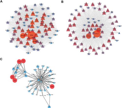 Figure 6 PPI and TF-miRNA coregulatory networks based on MMP28 correlated genes in PAAD (NetworkAnalyst). (A) The most significant module of PPI network of positively correlated genes. (B) The most significant module of PPI network of negatively correlated genes. (C) The most significant module of TF-miRNA coregulatory network of positively correlated genes. Genes are represented as nodes and their interactions were denoted by lines. The color and size of the nodes represent degree values. The gene of darker color and greater circles show the higher degree values, whereas the lighter color and the smaller circles or triangles show the smaller degree values in these networks.