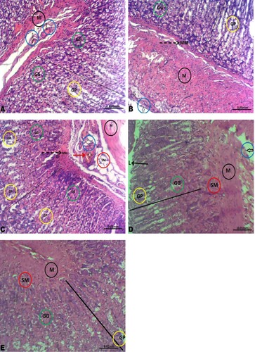 Figure 4. Photomicrographs of the gastric tissue. The gastric tissues of the control (A), low dose Rohypnol-treated (B), and the low dose recovery (D) and high dose recovery (E) groups showed preserved layers; the mucosa (line) lined by simple columnar epithelium lying on a thin layer of the muscularis mucosa (MM, broken black arrow), and the submucosa (SM in red circle) composed of branches of blood vessels (white arrow in blue circle) and lymphatics, the muscularis (M in black circle) and adventitia. The gastric glands (GG in green circle) and gastric pit (GP in yellow circle) appeared unremarkable. However, the gastric tissue of the high dose Rohypnol-treated (C) revealed hyperemic blood vessels (white arrow in blue circle) and moderately atrophied gastric gland (GG in green circle).