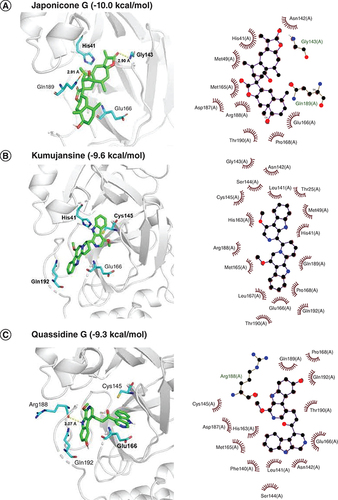 Figure 2. Docked comformations of six selected compounds with SARS-CoV-2 Mpro.Docked comformations of (A) Japonicone G, (B) Kumujansine, (C) Quassidine G, (D) Picrasidine M and (E) Picrasidine T within the active site of SARS-CoV-2 Mpro along with their corresponding 2D interaction plots.