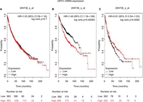 Figure 1 The prognostic value of GPx1 expression according to the database of Kaplan–Meier plotter.Notes: The desired Affymetrix ID is valid: 200736_s_at (GPx1). (A) Survival curves are plotted for all patients (n=1,926). (B) Survival curves are plotted for adenocarcinoma (n=720). (C) Survival curves are plotted for squamous cell carcinoma (n=524). Probability: overall survival.