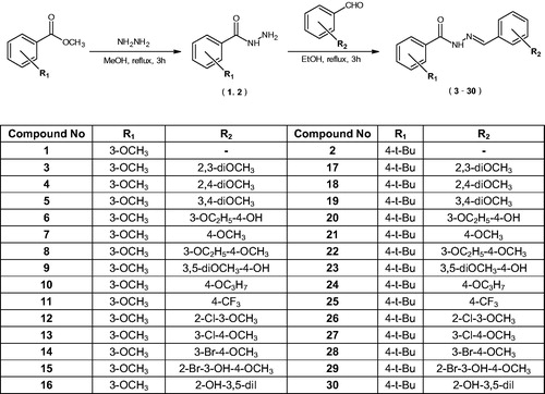 Scheme 1. Synthesis scheme of hydrazide-hydrazone derivatives (3–30).