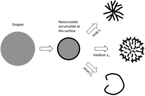 Figure 11. Schematic of the particle formation process for the three cases with different times available for crystallization.