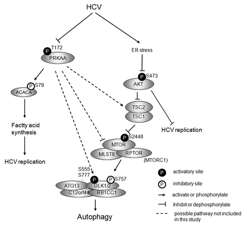 Figure 12. Proposed model for HCV-induced autophagy. HCV infection induces ER stress, which inhibits AKT-TSC-MTORC1 pathway to inhibit the inhibitory site of ULK1 and subsequently upregulates autophagy. HCV also inhibits PRKAA activity to downregulate autophagy through different possible pathways. During HCV infection, the inhibition of AKT results in the upregulation of autophagy and overrides the inhibition of PRKAA-driven downregulation of autophagy, which finally leads to autophagy. The inhibition of PRKAA enhances HCV replication by inhibiting the activity of ACACA. The inhibition of AKT also promotes HCV replication, but the underlying mechanism is unknown.