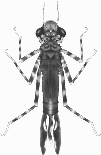 Figure 2. Habitus of final stadium larva of Philosina alba.