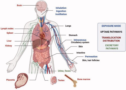 Figure 8. Exposure routes, ways of uptake, translocation, and distribution of NPs into the human body (Medici et al., Citation2021).