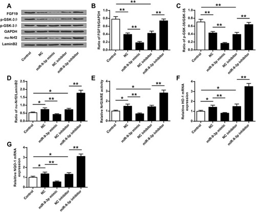 Figure 4 MiR-9-3p regulated the GSK-3β/Nrf2/ARE antioxidant signaling. HT22 cells were transfected with miR-9-3p mimics/inhibitor or corresponding negative controls and then treated by OGD/R for 24 h. (A) The protein expression of FGF19, p-GSK-3β and nuclear Nrf2 (nu-Nrf2) was detected by Western blot. Quantitative analysis of FGF19 (B), p-GSK-3β (C) and nu-Nrf2 (D). (E) Relative Nrf2/ARE transcriptional activity was determined by luciferase reporter assay. (F and G) The expression of HO1 (F) and NQO1 (G) was detected by RT-qPCR. Data were expressed as mean ± SD. *p <0.05, ** < 0.01.