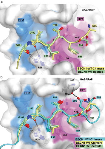 Figure 5. Structure of the BECN1 LIR motif bound to GABARAP and GABARAPL1. (a) Superposition of the chimera structure of wild type BECN1 LIR motif (yellow) bound to GABARAP and the wild type BECN1 LIR peptide (green) bound to GABARAPL1. Both LIR motifs are displayed in cartoon with the interacting residues shown as sticks. GABARAP and GABARAPL1 are displayed in white cartoon and GABARAP is displayed as well in transparent surface with the hydrophobic pocket 1 and 2 colored in pink and blue surfaces, respectively. (b) Same as (A) with the chimera structure of BECN1S96E LIR motif (cyan) bound to GABARAP superposed.