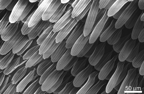 Figure S8. The overlapping scale arrangement of the Prasinocyma albicosta moth wing.