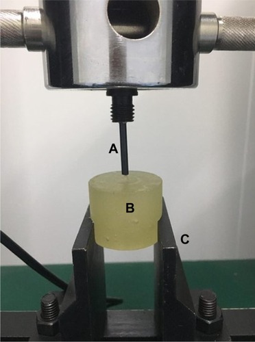 Figure 3 The axial push-out test diagram.Notes: (A) Push bin; (B) methyl methacrylate cement (including the harvested distal femoral condyle); and (C) clamp.