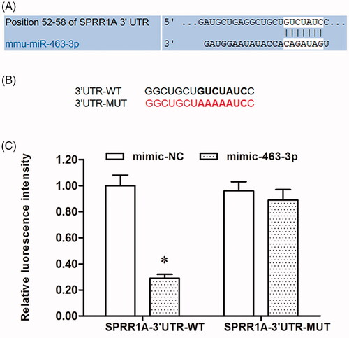 Figure 4. MiR-463-3p is direct target of SPRR1A. (A) Prediction result of potential binding sites between miR-463-3p and 3′UTR of SPRR1A by using the TargetScan. (B) Sequence of the wild-type and the mutant form 3′UTR of SPRR1A mRNA in mice contains a putative microRNA-463-3p-binding sites. (C) Relative luciferase activity in HEK-293T cells after transfection with miR-463-3p mimic and SPRR1A-3′UTR-WT or SPRR1A-3′UTR-MUT. Data are shown as mean ± SD (N = 4). *p<.05.