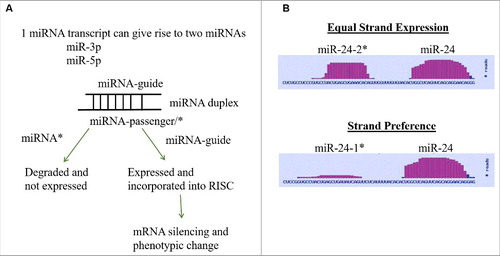 Figure 1. miRNA Strand Preference. (A) Depiction of conventional mechanism for miRNA strand expression where one miRNA strand (guide) is expressed and one miRNA strand (passenger/*) is repressed. (B) Depiction of differences in strand preference of miR-24 as viewed in the miRBase [Citation37–Citation41].