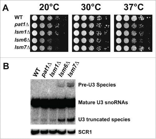 Figure 1. Deletion of Pat1 does not affect splicing of pre-U3 snoRNA. (A) Strains indicated were grown overnight at 30°C. Cells were then serially diluted 1:10, spotted on YEPD plates and grown at the indicated temperatures. (B) Northern analysis of the pre-U3 snoRNA splicing on a 6% denaturing polyacrylamide gel, blotted, and hybridized with oligonucleotide probe complementary U3 RNA. The unspliced U3 RNA is indicated as “Pre-U3 Species.” The mature and truncated U3 species are also indicated. scR1 is the loading control.
