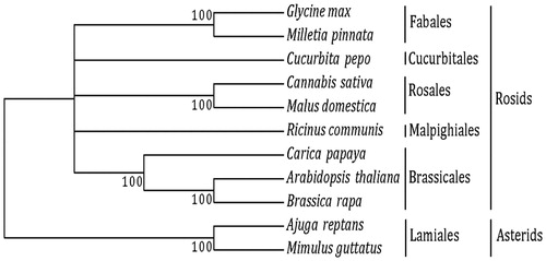 Figure 1. Maximum likelihood tree. We used 17-shared genes from nine species from the subclass Rosids: Order Brassicales – Arabidopsis thaliana (NC_001284), Brassica rapa (NC_016125), and Carica papaya (NC_012116); Order Cucurbitales – Cucurbita pepo (NC_014050); Order Fabales – Glycine max (NC_020455), and Millettia pinnata (NC_016742); Order Malpighiales – Ricinus communis (NC_015141); and Order Rosales -–Malus domestica (NC_018554), and Cannabis sativa (KR_059940). We used two species from the subclass Asterids and order Lamiales as outgroups: Ajuga reptans (NC_023103), and Mimulus guttatus (NC_018041).