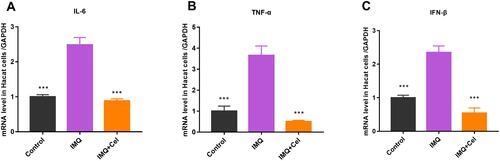 Figure 5 The mRNA levels of cytokines in the HaCaT cell after stimulation of IMQ and treatment with or without Cel. (A) IL-6; (B) TNF-α; (C) IFN-β. ***p < 0.001, compared with IMQ group. Values are shown as mean and SE (n=6).