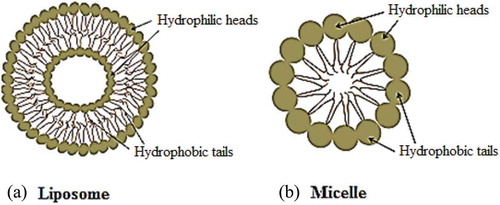 Figure 1. General representation of (a) liposome and (b) micelle.