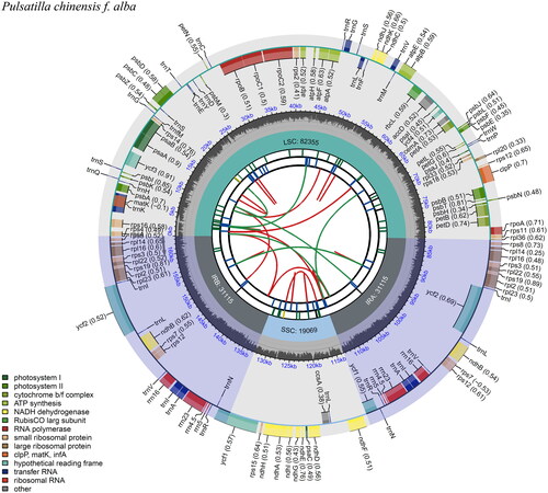 Figure 2. Chloroplast genome map of Pulsatilla chinensis f. alba D. K. Zang. From the center going outward, the first circle shows the forward and reverse repeats connected with red and green arcs, respectively. The second and third circles show the tandem repeats and microsatellite sequences marked with short bars, respectively. The outer circle shows the gene structure of the chloroplast genome. The genes were colored based on their functional categories, which were shown in the left corner. The map was drawn by cpgview (Liu et al. Citation2023).