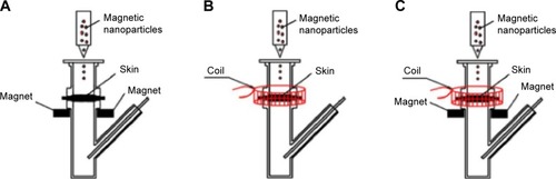 Figure 2 The experimental setup for permeation studies.Notes: (A) Diffusion cell with stationary magnetic field; (B) diffusion cell with alternating magnetic field; and (C) diffusion cell with stationary/alternating magnetic fields.