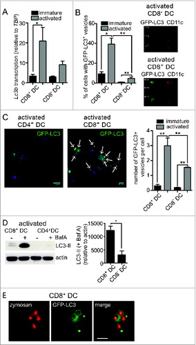 Figure 1. For figure legend, see page 909.Figure 1 (See previous page). Enhanced autophagy in primary mouse DC with cross-presentation capacity. (A) Splenic CD8+ DC and CD8− DC were purified by flow cytometry. Cells were examined directly ex vivo (immature) or following activation by culture at 37°C overnight (activated). RNA was isolated and quantitative real-time PCR performed to measure Lc3b transcription, relative to the housekeeping gene Tbp (TATA box binding protein). Data are mean ± 1 SEM, pooled from 3 independent experiments, *P ≤ 0.05, one-way ANOVA with Tukey multiple comparison test. (B) Spleen GFP-LC3 DC were cultured at 4°C (immature) or 37°C overnight (activated) and CD8+ DC and CD8− DC analyzed by imaging flow cytometry. Data were pooled from 2 or 3 independent experiments, mean ± 1 SEM, *P ≤ 0.05, one-way ANOVA with Tukey multiple comparison test. (C) Spleen GFP-LC3 CD8+ DC and CD8− DC were cultured overnight (activated). Cells were counterstained with DAPI and imaged by confocal microscopy; scale bar: 10 μm, arrows indicate GFP-LC3 vesicles. Data are from 3 or 4 independent experiments from a total of 126 immature CD8+ DC, 129 immature CD8− DC, 122 activated CD8+ DC, 120 activated CD8 DC, mean ± 1 SEM **P ≤ 0.001, one-way ANOVA with Tukey multiple comparison test. (D) Spleen CD8+ DC and CD8− DC were isolated and cultured overnight (activated). Activated DC were incubated in the presence or absence of 100 nM BafA for 2 h. Cell lysates were subjected to SDS-PAGE and immunoblotted for LC3. Data were pooled from 4 independent experiments, mean ± 1 SEM *P ≤ 0.05, Mann Whitney t test. (E) GFP-LC3 CD8+ DC or CD4+ DC were pulsed with zymosan-Alexa 594 and cultured overnight. Cells were imaged by confocal microscopy; scale bar: 10 μm.