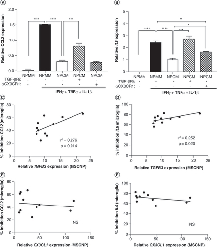 Figure 6. Effects of mesenchymal stem cell-derived neural progenitors on microglia are mediated through TGF-β signaling. (A & B) Stimulated induced pluripotent stem cell-derived microglia either alone (NPMM), in the presence of MSC-NP-conditioned medium (NPCM25), or NPCM25 along with TGF-β receptor inhibitor (TGF-βRi), or neutralizing antibody to the CX3CL1 receptor CX3CR1 (αCX3CR1). Gene expression levels of (A)CCL2 and (B)IL6 in microglia were determined by qPCR. Values represent mean ± standard deviation. (C–F) The percentage inhibition of microglial gene expression of (C & E)CCL2 and (D & F)IL6 by NPCM samples in Figures 2 & 3 (NPCM7–19) were compared with the relative levels of (C & D)TGFB3 and (E & F)CX3CL1 gene expression in the MSC-NPs used to generate the conditioned media. MSC-NPs for NPCM14 and NPCM18 were omitted due to lack of available RNA.*p < 0.05; **p < 0.01; ***p < 0.001; ****p < 0.0001.MSC-NP: Mesenchymal stem cell-derived neural progenitor; NPCM: Neural progenitor-conditioned medium; NPMM: Neural progenitor maintenance medium; NS: Not significant.