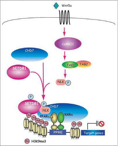 Figure 2 A mechanistic model for noncanonical Wnt5a dependent suppression of PPARγ function. CaMKII, calcium/calmodulin-dependent protein kinase II; TAK1, TGFβ-activating kinase 1; TAB2 = TAK1-binding protein 2; NLK, nemo-like kinase.